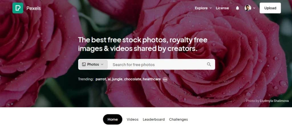 Pexels Free Stock Image Site